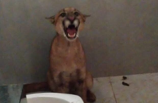 PMA, Bombeiros e veterinário voluntário capturam onça-parda em Paranaíba depois que dona de casa deu de cara com o animal dentro de banheiro