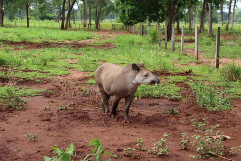 Antas ganham novo lar no Pantanal após período de reabilitação no CRAS