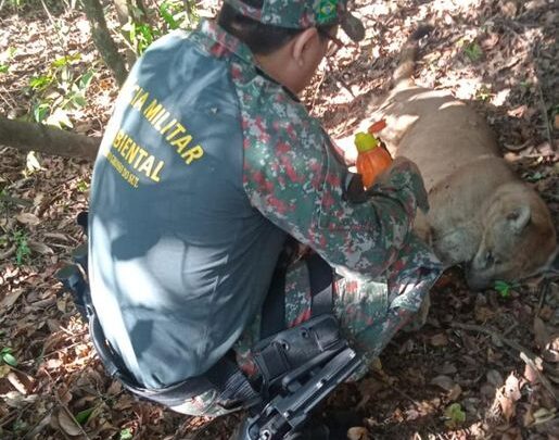 Polícia Militar Ambiental de Aparecida do Taboado solta onça-parda capturada em Paranaíba depois que dona de casa deu de cara com o animal dentro de banheiro