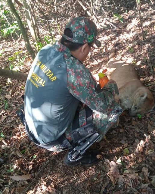 Polícia Militar Ambiental de Aparecida do Taboado solta onça-parda capturada em Paranaíba depois que dona de casa deu de cara com o animal dentro de banheiro