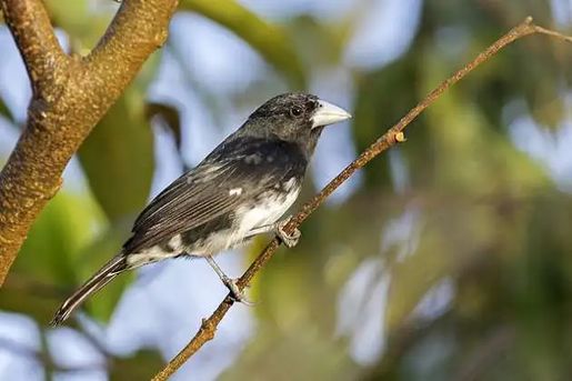 Graças à preservação ambiental, pássaro raro atrai fotógrafos internacionais a Mato Grosso
