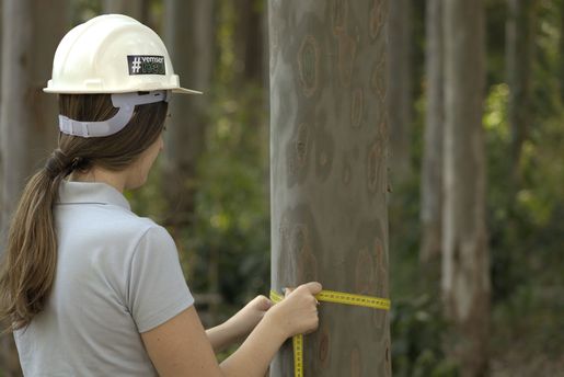 Certificação de florestas no Brasil: mudanças de cenário