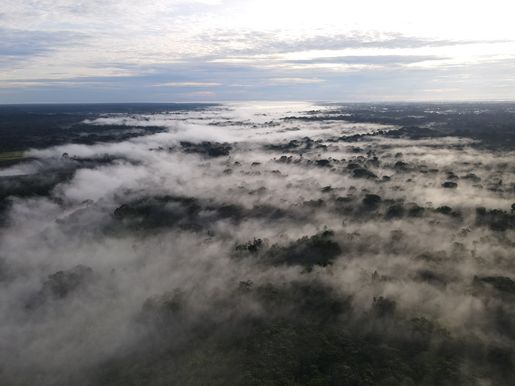 Mercado de carbono em alta na COP 27