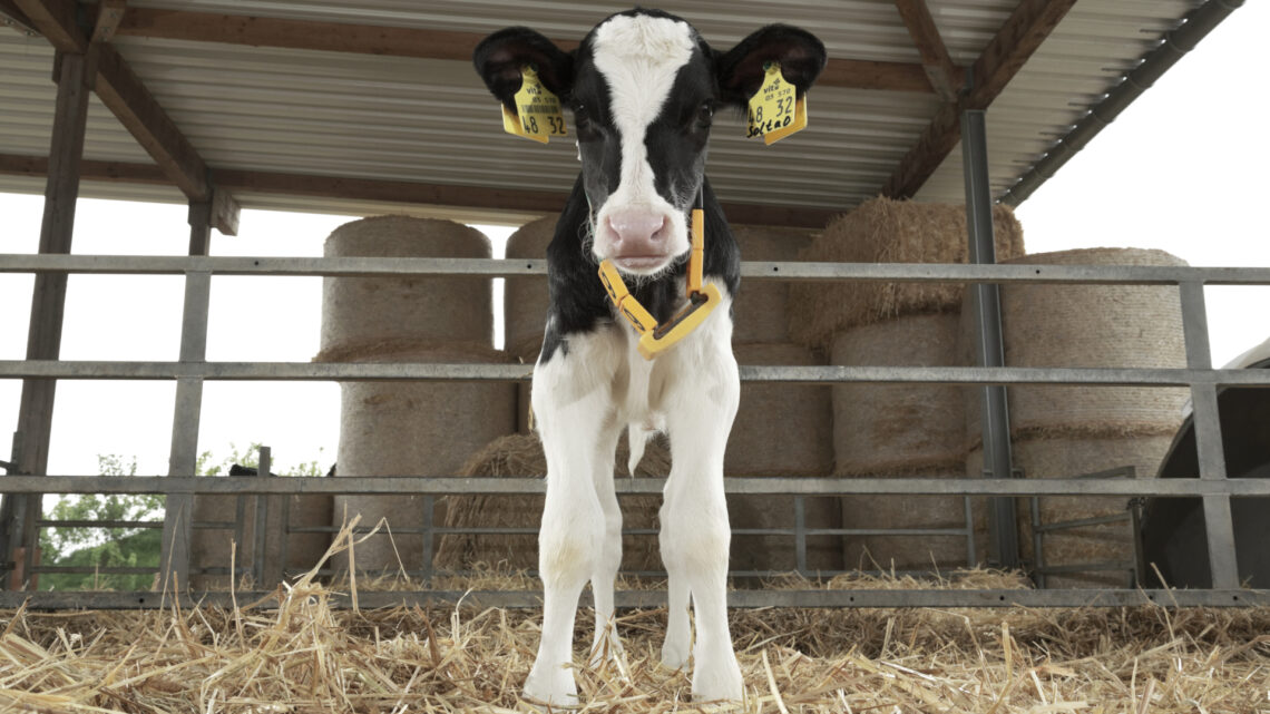 Produção e longevidade das vacas leiteiras estão associadas à nutrição na fase de aleitamento creditos-Anny-Van-Der