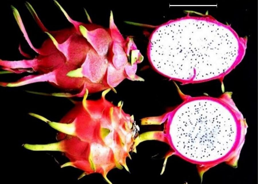 Embrapa oferta minicurso on-line gratuito sobre pitayas