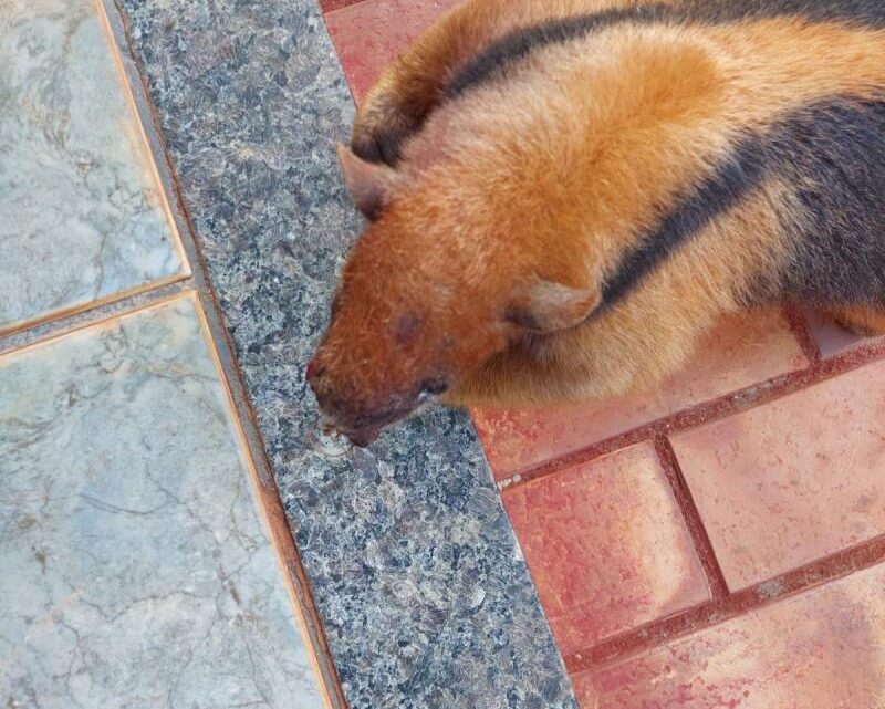 Polícia Militar Ambiental de Cassilândia captura tamanduá-mirim gravemente ferido em fazenda depois de atacado por cachorros