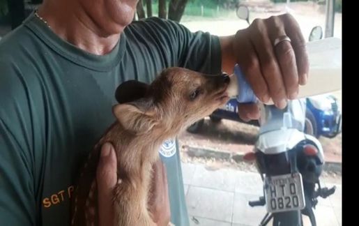 Polícia Militar Ambiental de Aquidauana recolhe e encaminha ao CRAS filhote de veado abandonado em fazenda no Distrito de Piraputanga