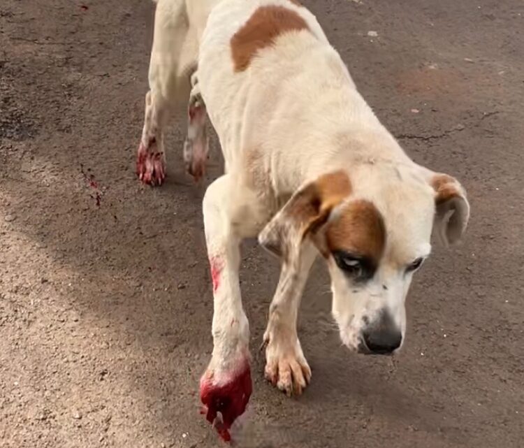 Polícia Militar Ambiental de Cassilândia resgata cão vítima de maus tratos no centro da cidade