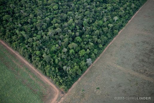 Observatório do Código Florestal entrega ao governo de transição propostas de ações imediatas para proteção ambiental