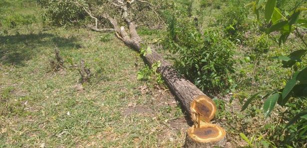 Polícia Militar Ambiental de Aquidauana autua empresário campo-grandense em R$ 11,4 mil por derrubada de árvores nativas ilegalmente para exploração da madeira