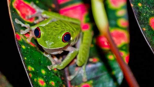  Por que as empresas não podem ignorar as discussões da COP da Biodiversidade 