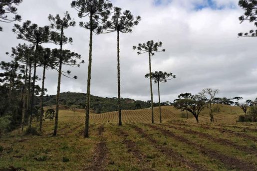 Bravo Serviços Logísticos planta 60 mil árvores em 2022