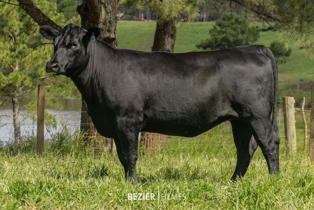 Renascença fatura R$ 771,4 mil com a venda de exemplares Angus e Ultrablack