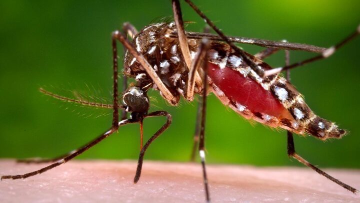 COMBATE AO MOSQUITO: Ministério da Saúde convoca Mato Grosso do Sul para Dia D contra a dengue