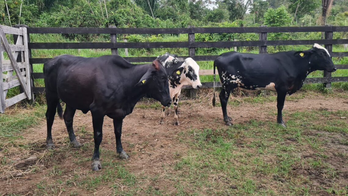Para elevar produção de leite, pecuaristas de Roraima investem na raça Girolando