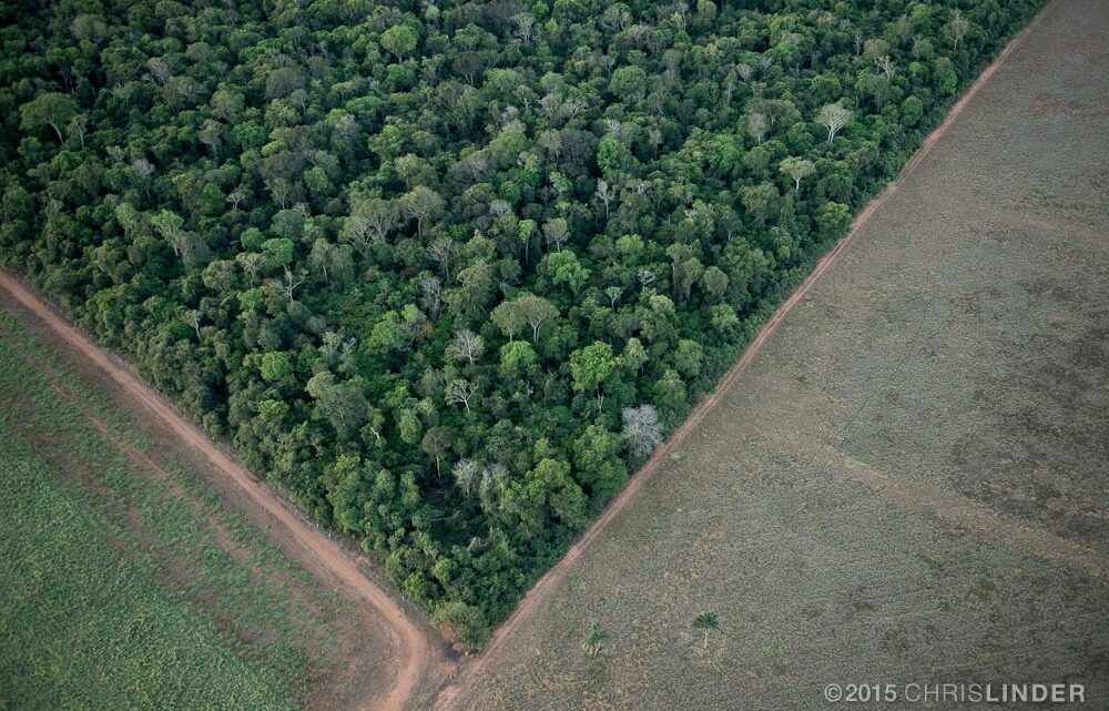 Observatório do Código Florestal entrega ao governo de transição propostas de ações imediatas para proteção ambiental