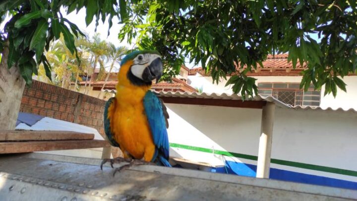 PMA de Aparecida do Taboado é chamada para capturar arara que estaria ferido e percebe que era filhote e estava bem e orienta a população sobre esses casos em período reprodutivo