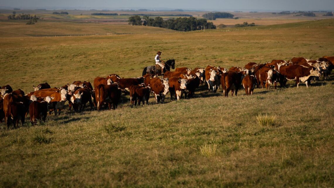 Vacinação contra febre aftosa é prorrogada até 17 de dezembro