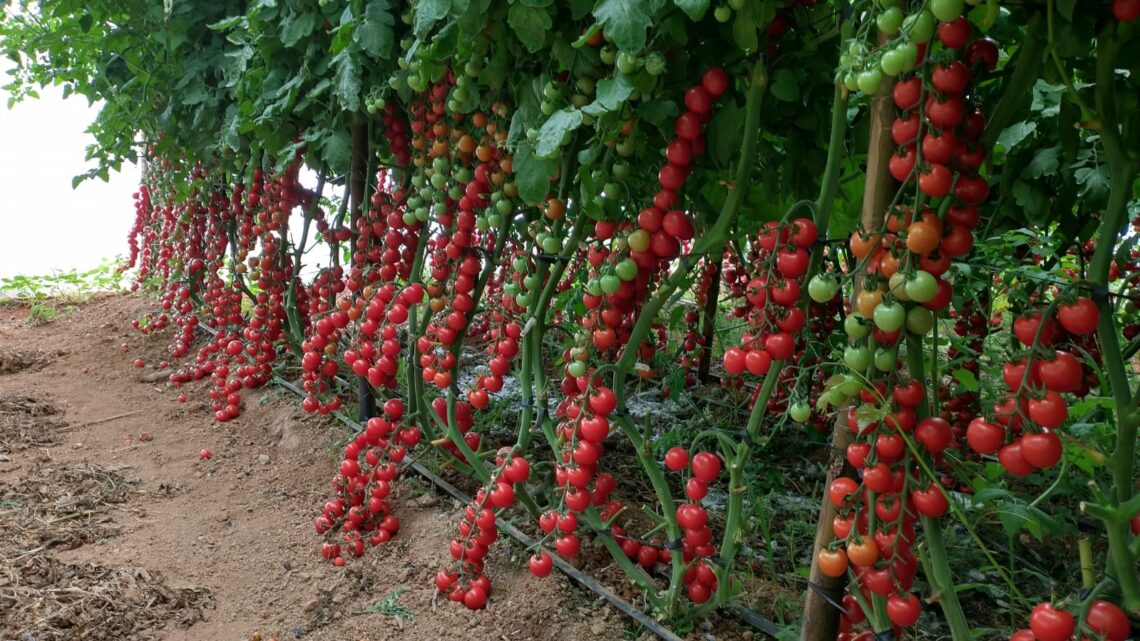 Fertilizante da Tera Nutrição Vegetal