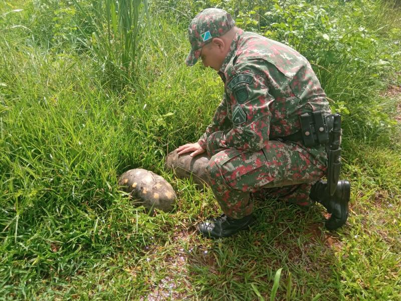 jabutis adultos passeando pelas ruas da cidade e os devolvem à natureza