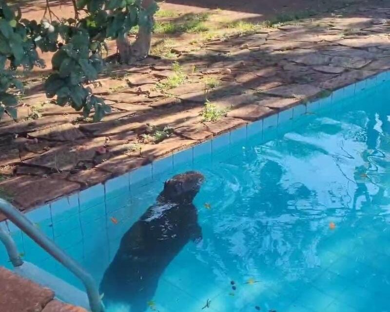 Polícia Militar Ambiental de Campo Grande captura capivara dentro de piscina em residência na cidade