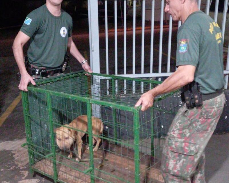 PMA de Costa Rica resgata cadela vítima de maus tratos ao ser abandonada em residência amarrada com uma corda que quase decepou seu pescoço e o ferimento cheio de larvas