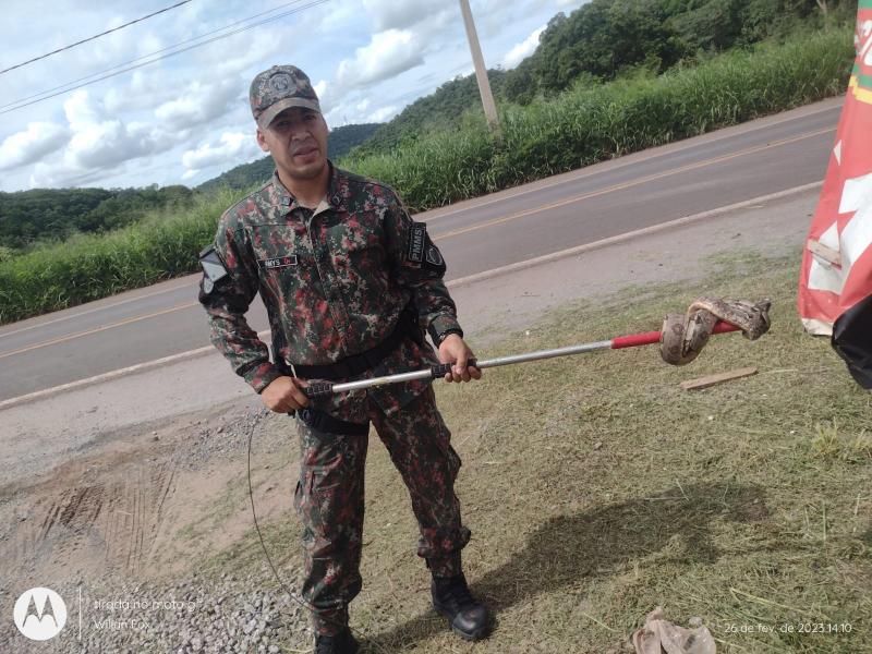 Polícia Militar Ambiental de Corumbá é chamada para capturar duas jiboias em menos de duas horas na cidade