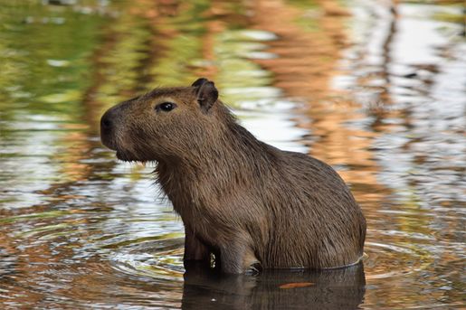 Capivaras: apesar de dóceis, são animais selvagens