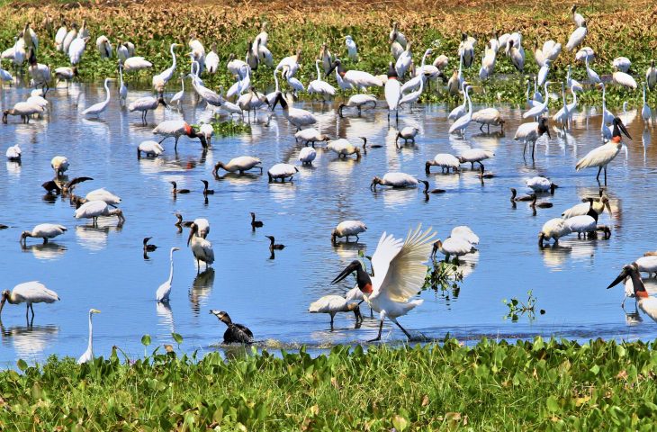 Pantanal do Mato Grosso do Sul – Foto: Saul Schramm