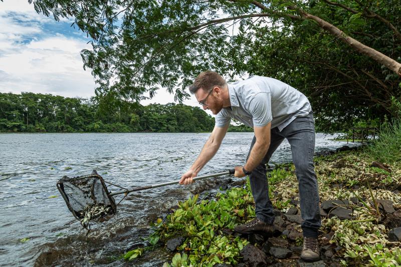 CTG Brasil solta mais de 1 milhão de peixes no rio Paraná