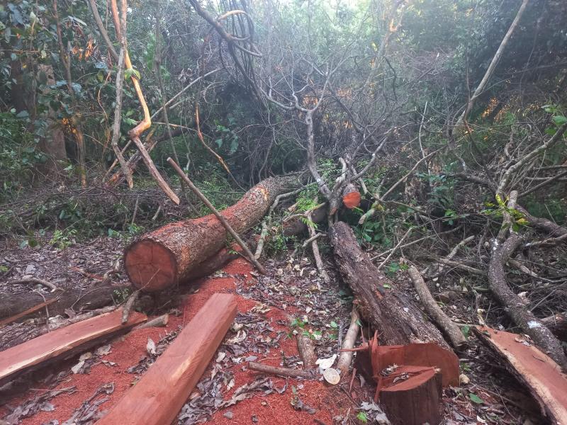 PMA de Dourados autua infrator em R$ 16,8 mil por derrubada ilegalmente de árvores de grande porte para exploração e pelo armazenamento da madeira