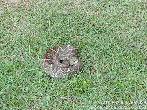 Polícia Militar Ambiental de Bonito captura serpente peçonhenta da espécie cascavel de mais de 1 metro em jardim de hotel