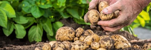 Manejo de nematoides no inverno pode reduzir custos e contribuir para sustentabilidade do sistema de produção de batata e cenoura