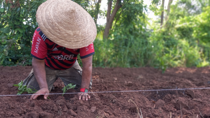 Agrofloresta em aldeia indígena traz esperança de unir família em torno da terra