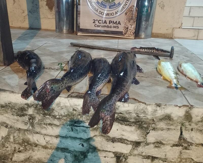 Polícia Militar Ambiental de Corumbá surpreende pescadores em pesca ilegal em ponto de decoada no rio Paraguai e apreende pescado ilegal