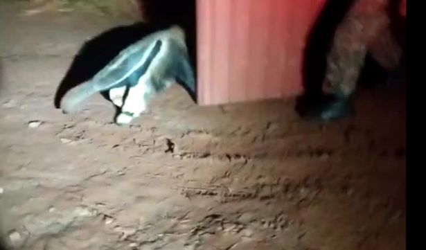 PMA de Campo Grande captura dois animais da espécie tamanduá-bandeira em intervalo de duas horas em Campo Grande e Terenos, um deles ferido