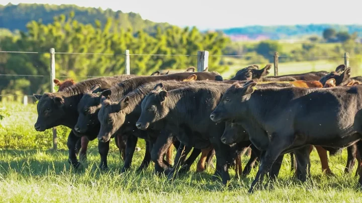 Gestão amplifica potencial do sistema de Integração Lavoura-Pecuária