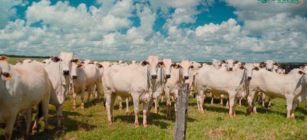 Fazenda de Nova Mutum (MT) desmama 85% de bezerros em sistema ILP