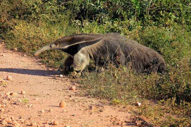 Cheias no Pantanal aumentam riscos de atropelamento de animais silvestres nas rodovias