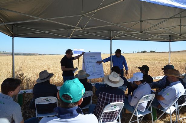 Cultivar da Embrapa para trigo safrinha no Cerrado é apresentada em Dia de Campo no DF
