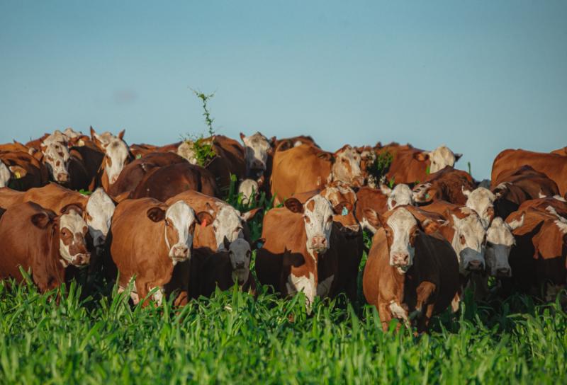 Registro de animais das raças Hereford e Braford cresce 39% no semestre