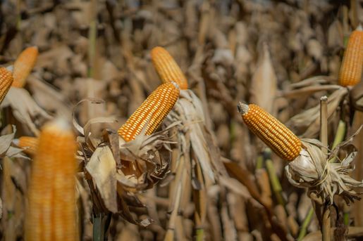 Nova marca de semente de milho chega com exclusividade aos mercados de Mato Grosso e Rondônia