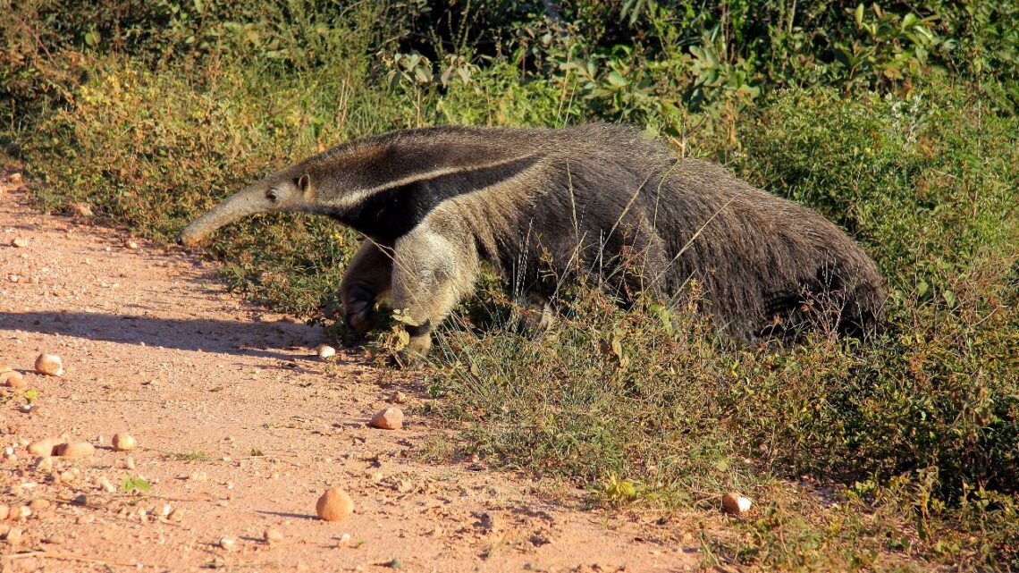 Cheias no Pantanal aumentam riscos de atropelamento de animais silvestres nas rodovias