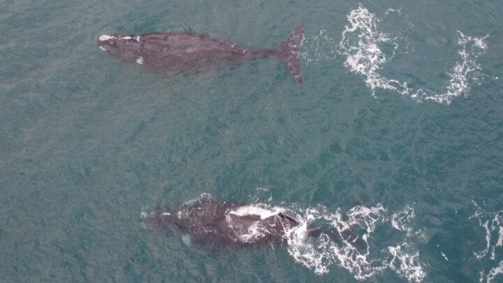 Baleias-francas permanecem ameaçadas de extinção