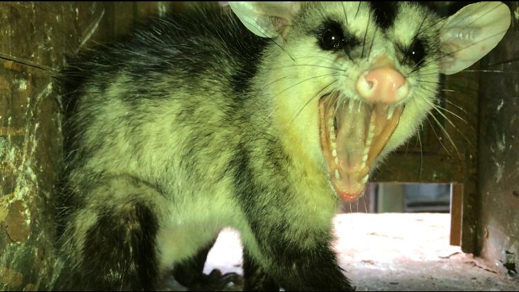 A Polícia Militar Ambiental orienta a população sobre a captura de animais silvestres