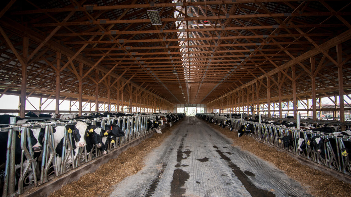 Sanidade e bem-estar de bovinos leiteiros é foco da Vetoquinol Saúde Animal no Agroleite