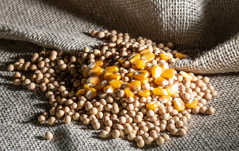 Estudo aponta incremento de 37% na produção de grãos no Matopiba em dez anos