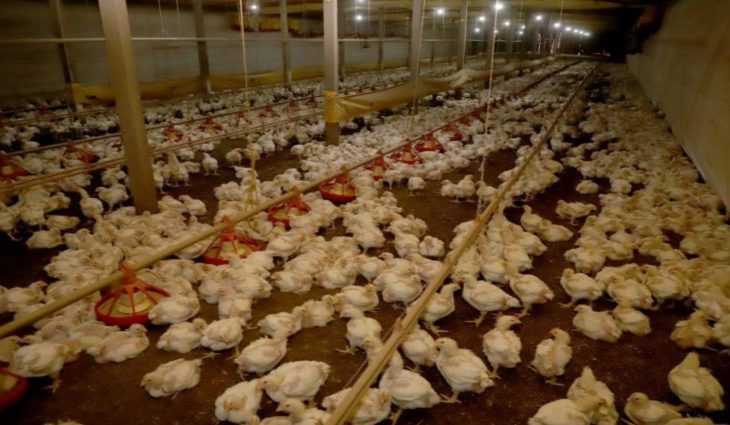 Eubióticos na produção de frangos de corte moderna, conceitos e estratégias de uso