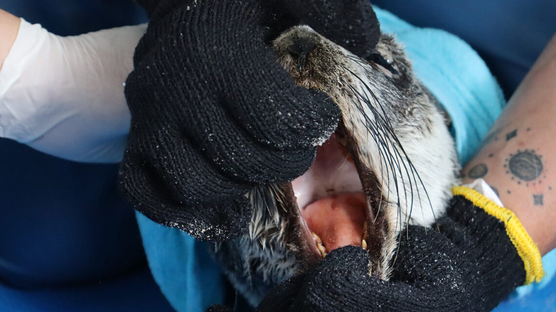 Morre o Lobo-marinho que foi encontrado debilitado
