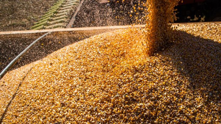 Produção de grãos deve crescer 17,4% na safra 2022/2023, diz Conab